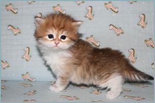 Female Siberian Kitten from Deedlebug Siberians